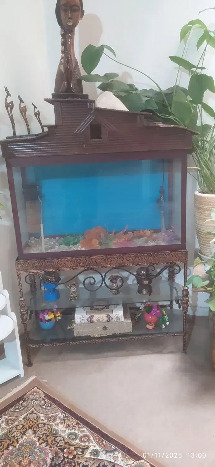 اکواریوم‌وچراغ‌علائدین|ماهی|اصفهان, شاه پسند|دیوار