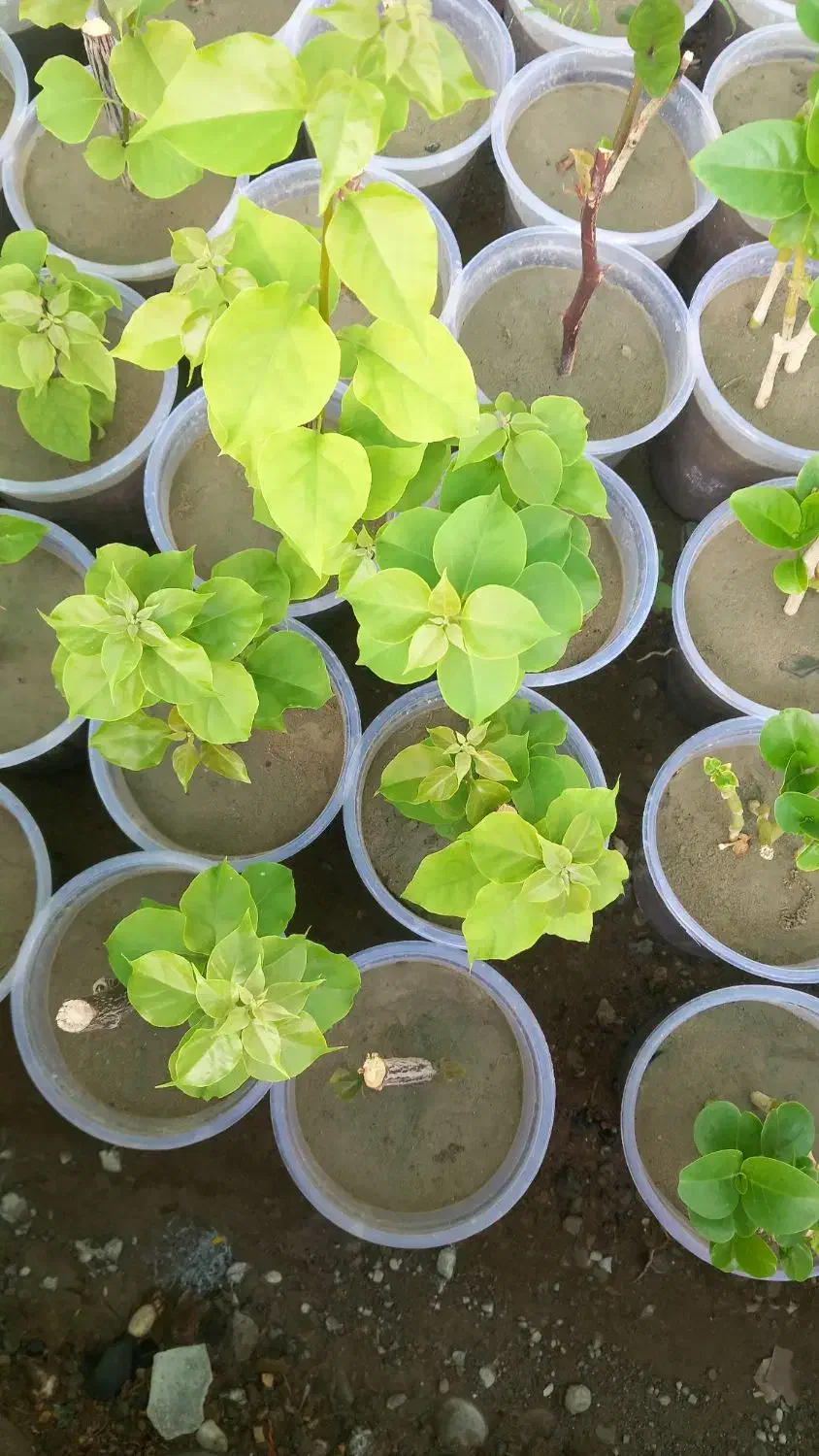 فروش گل های گرمسیری و تولید انواع گل وطراحی باغچه|گل و گیاه طبیعی|میناب, |دیوار