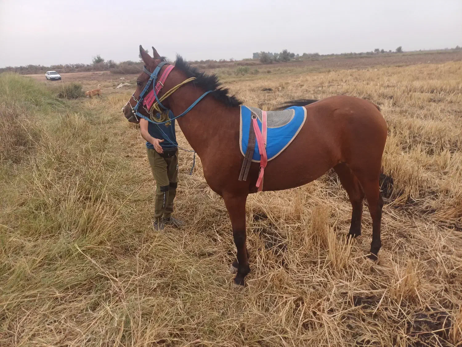 شوشتر شعیبیه|اسب و تجهیزات اسب‌سواری|شوشتر, |دیوار