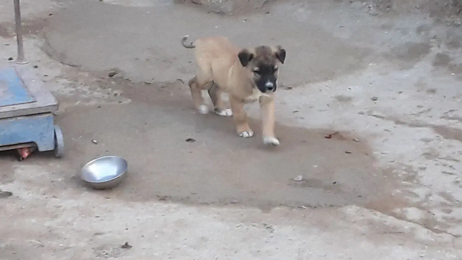 واگذاری|سگ|خواجه, |دیوار