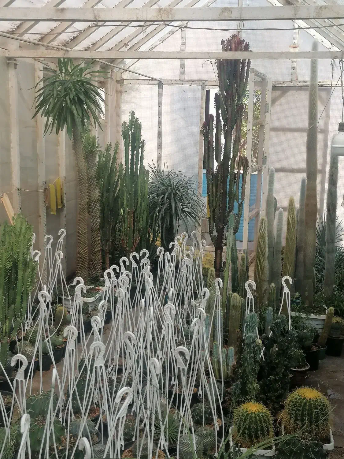 کاکتوس. آگاو. نخل مادگاسکار بزرگ|گل و گیاه طبیعی|نی‌ریز, |دیوار