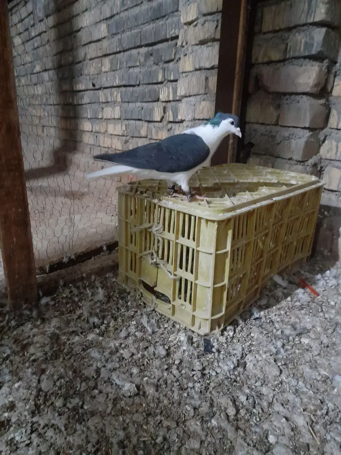 کبوتر|پرنده|اسفراین, |دیوار