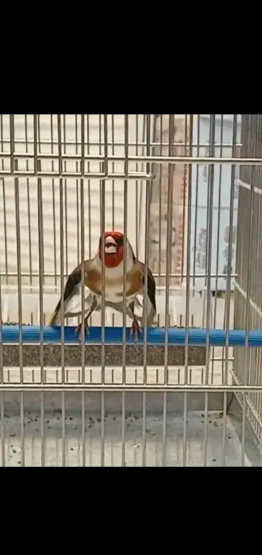 سهره جفت  باغی سر|پرنده|سنندج, |دیوار