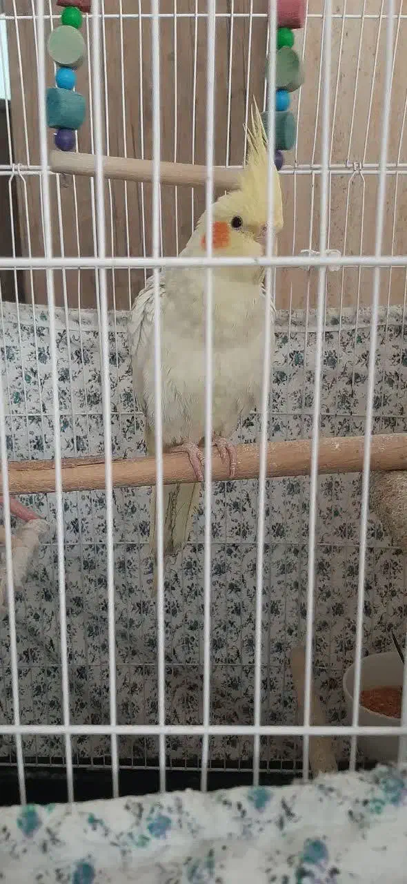 عروس هلندی|پرنده|کرج, شهرک شیخ سعدی|دیوار