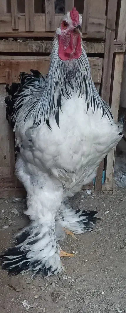 تخمنطفهداربرهما لایت|حیوانات مزرعه|یزد, |دیوار