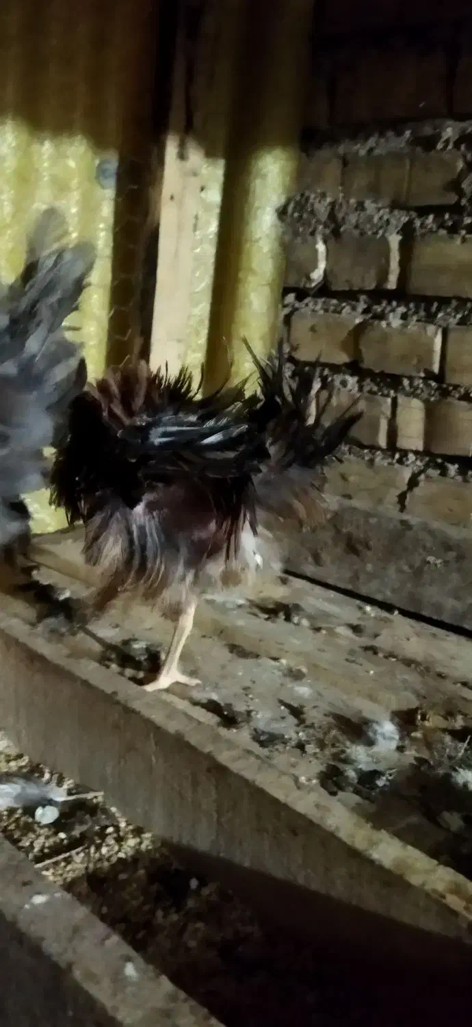 خروس|حیوانات مزرعه|شوشتر, |دیوار