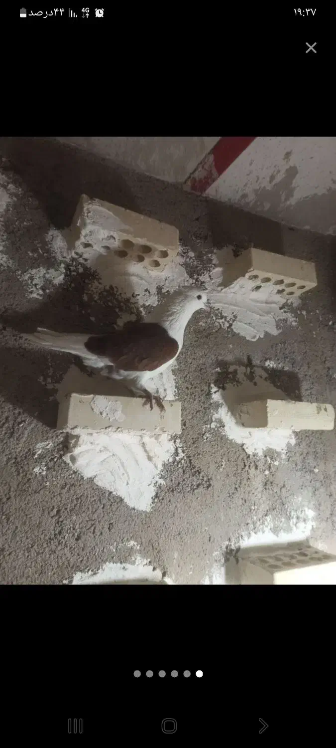 کبوتر|حراج|خرمآباد, |دیوار