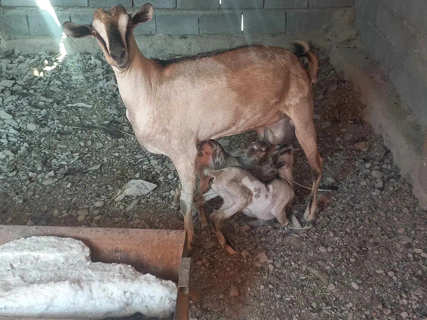 بز دوقلو|حیوانات مزرعه|بندرعباس, |دیوار