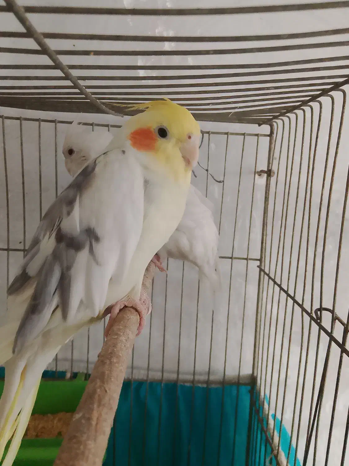 عروس|پرنده|سمیرم, |دیوار