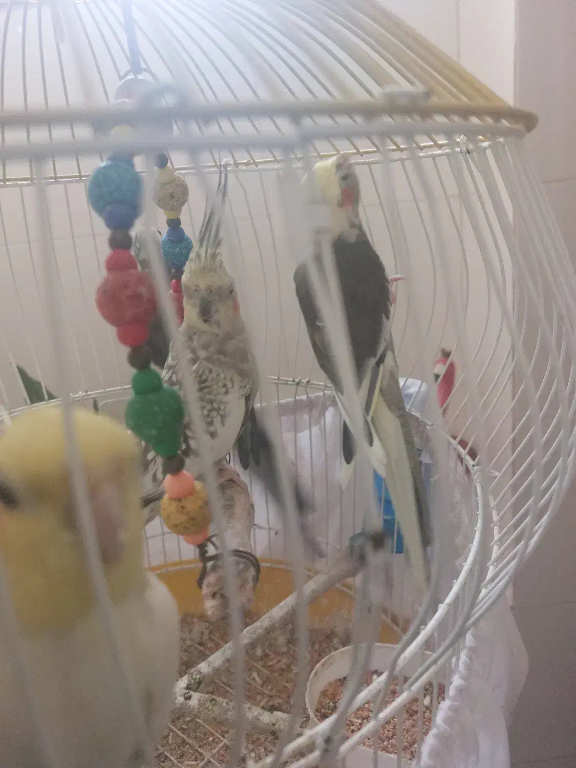 معاوضه عروس هلندی ماده با حیوانات مزرعه|پرنده|توتکابن, |دیوار