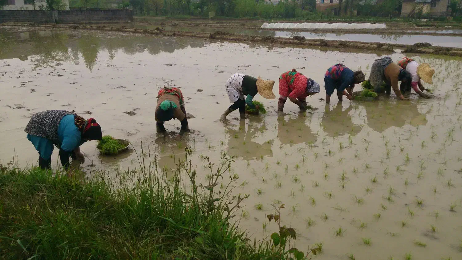 برنج محلی لاهیجان|خوردنی و آشامیدنی|لاهیجان, لیل|دیوار
