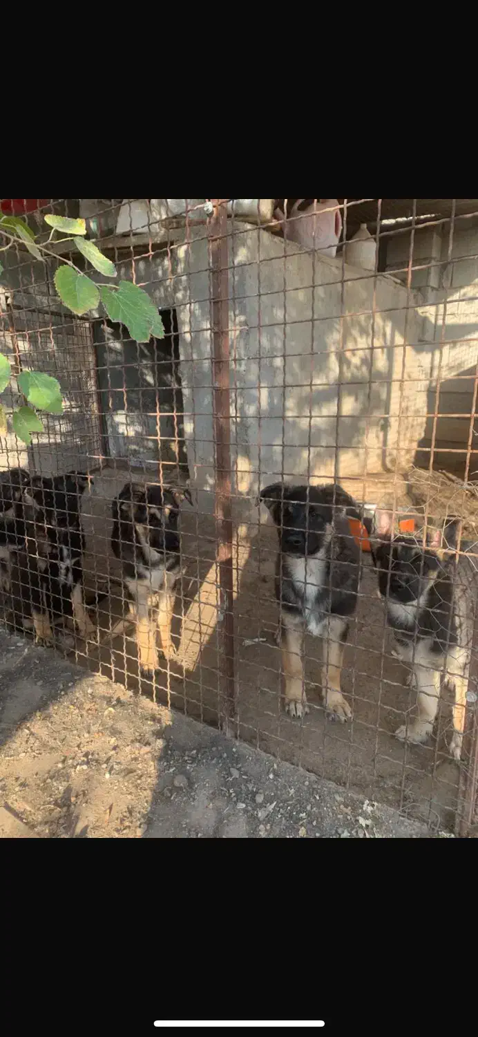 4 عدد سگ نر ژرمن شپرد 3 ماه|سگ|دلیجان, |دیوار