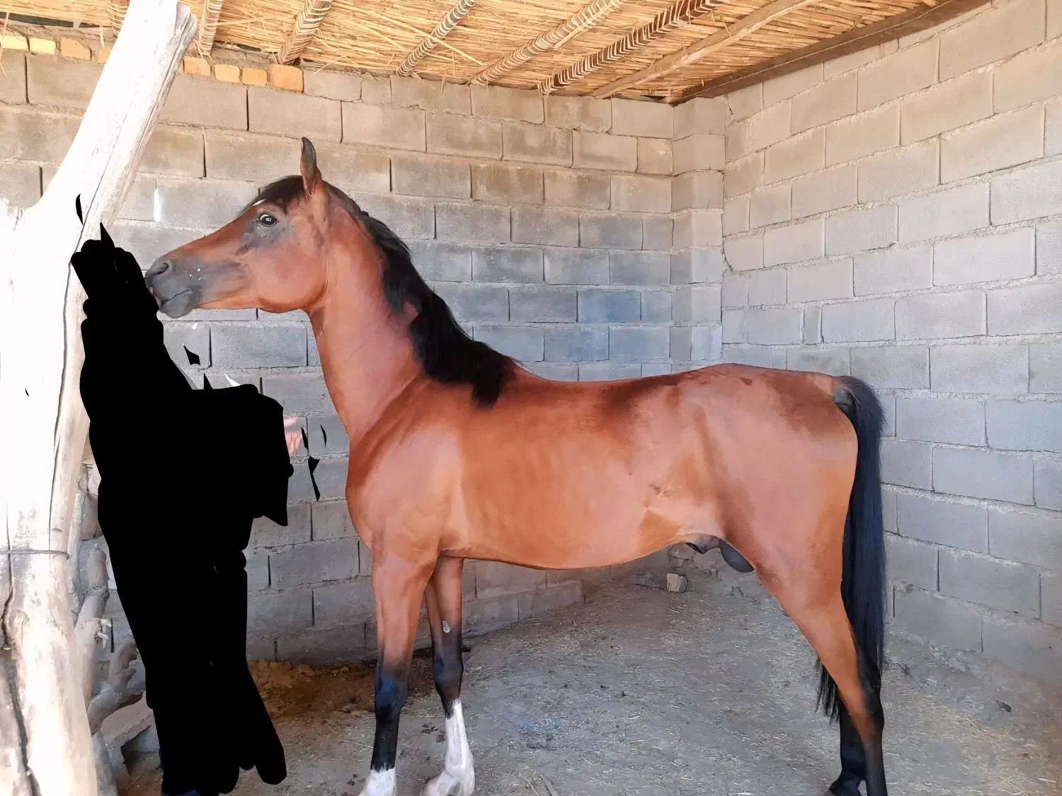 اسب خالص ایرانی|اسب و تجهیزات اسب‌سواری|تهران, دکتر هوشیار|دیوار