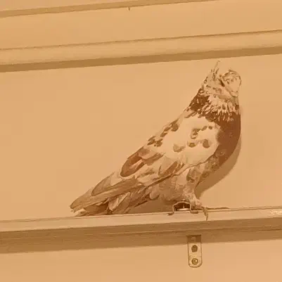 گرگی|پرنده|گرگان, |دیوار