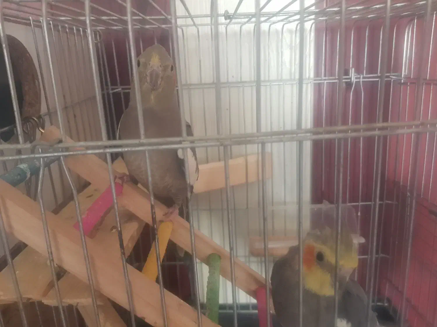 ۷ تا عروس هلندی به همراه قفس و لوازم ۴ تومان|پرنده|مشهد, آبکوه|دیوار