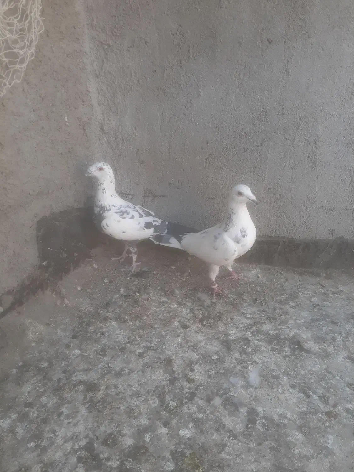 یک جفت سار نر ماده به شرط|پرنده|گلمکان, |دیوار