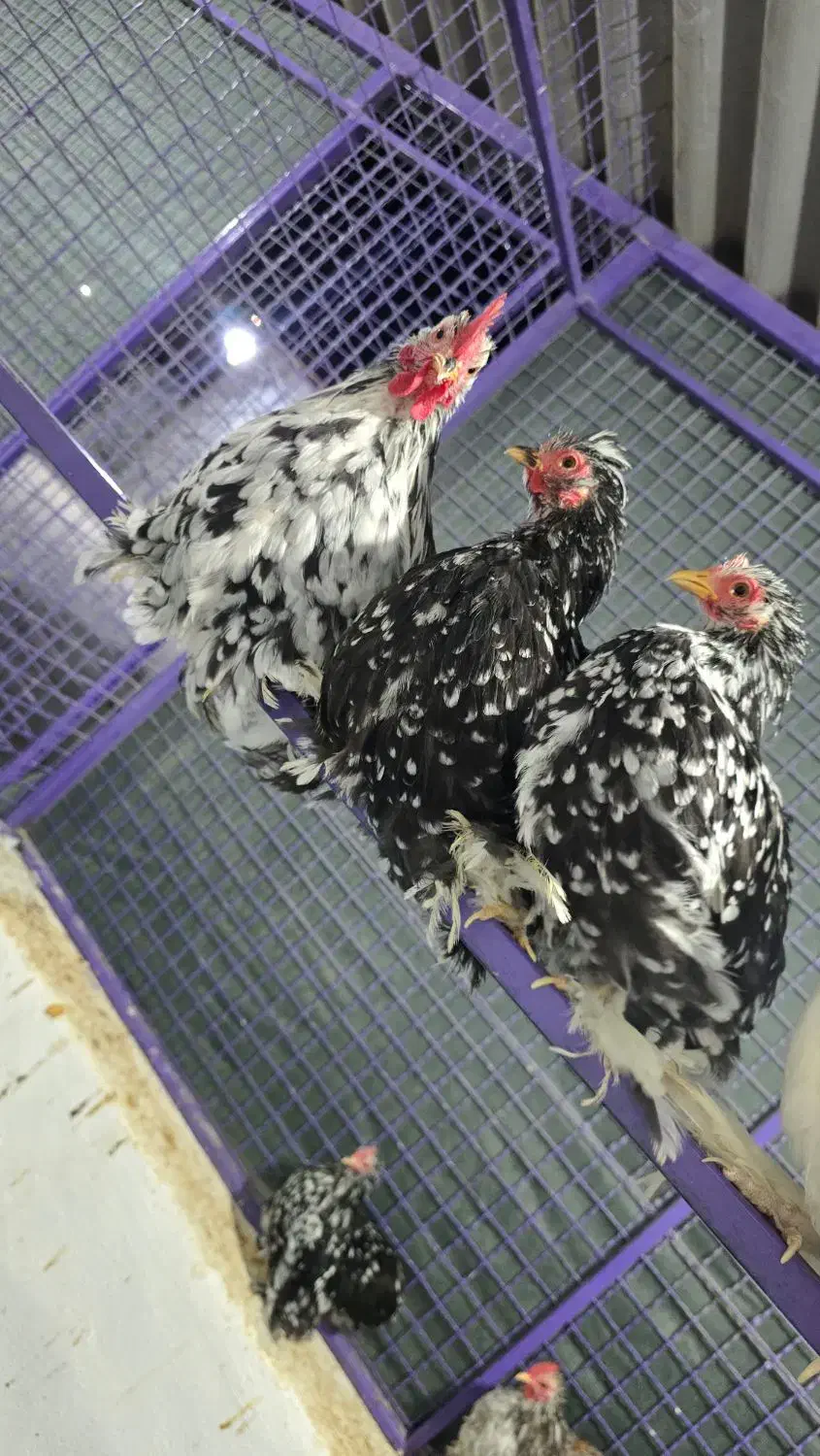 مرغ زینتی|حیوانات مزرعه|کوار, |دیوار