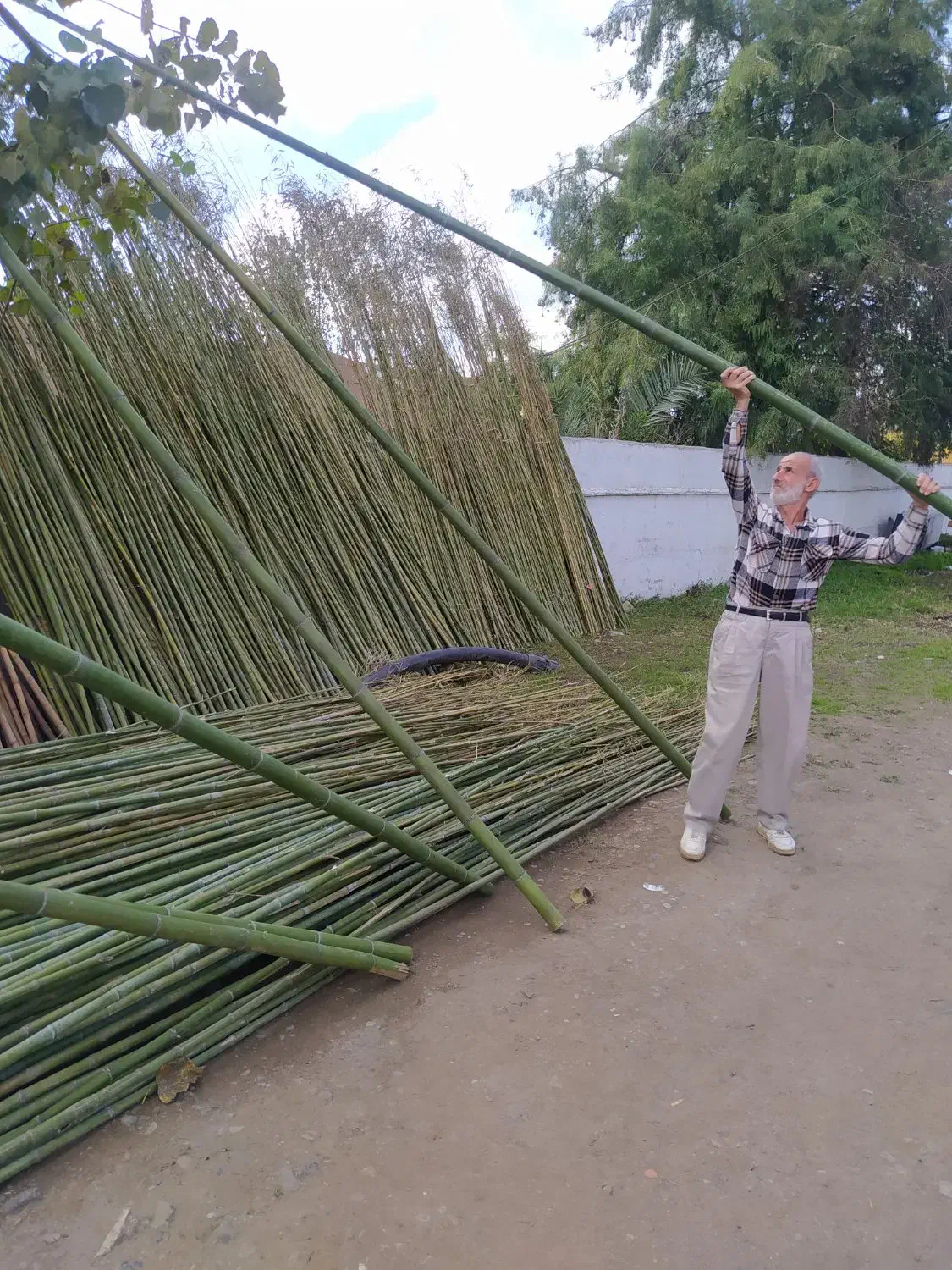 لوله خیزران کلی و جزیی|خدمات باغبانی و درختکاری|رشت, حومه رشت|دیوار