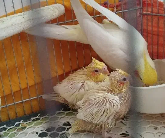جوجه عروس لوتینوچشم شرابی زعفرونی تازه دونخور|پرنده|قم, باغ شریفی|دیوار