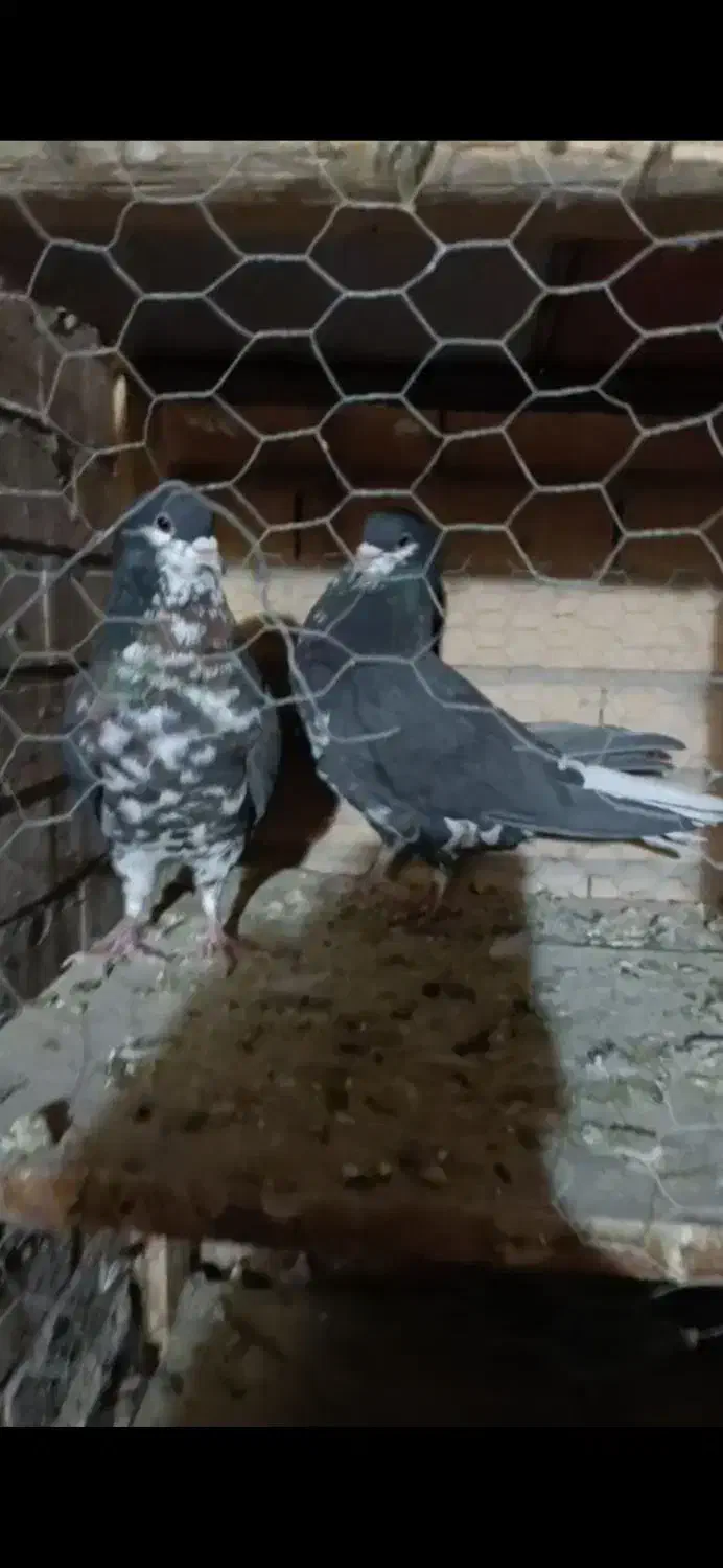 افشون ترتمیز|پرنده|مبارکه, |دیوار