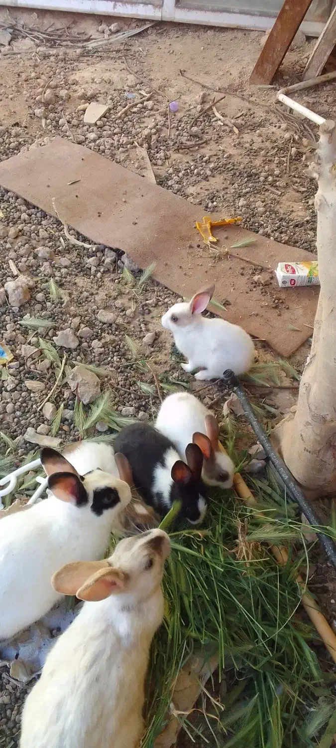 بچه خرگوش|موش و خرگوش|اردکان, |دیوار