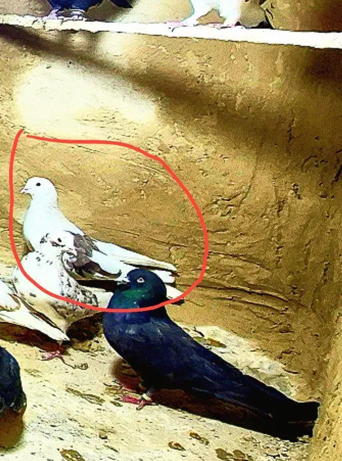 کفتر درج یک  تقدیم به عشق بازه ها|پرنده|رودشت (چهارمحال و بختیاری), |دیوار