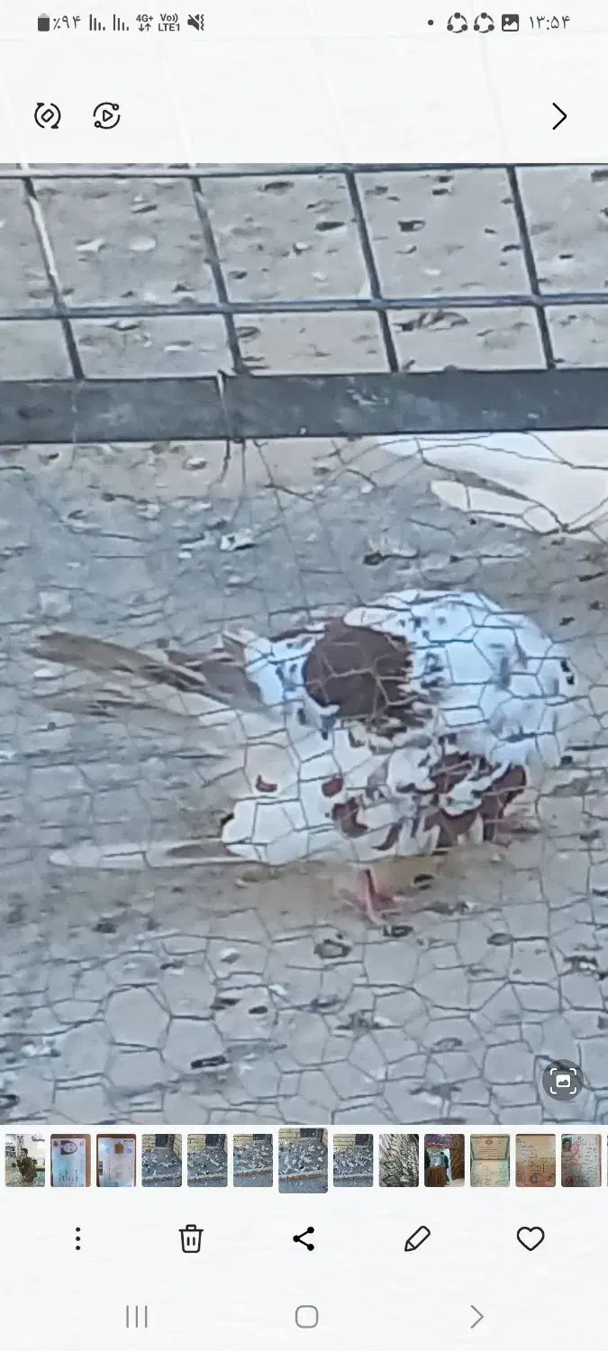 رفتنی|پرنده|قم, قلعه عموحسین|دیوار