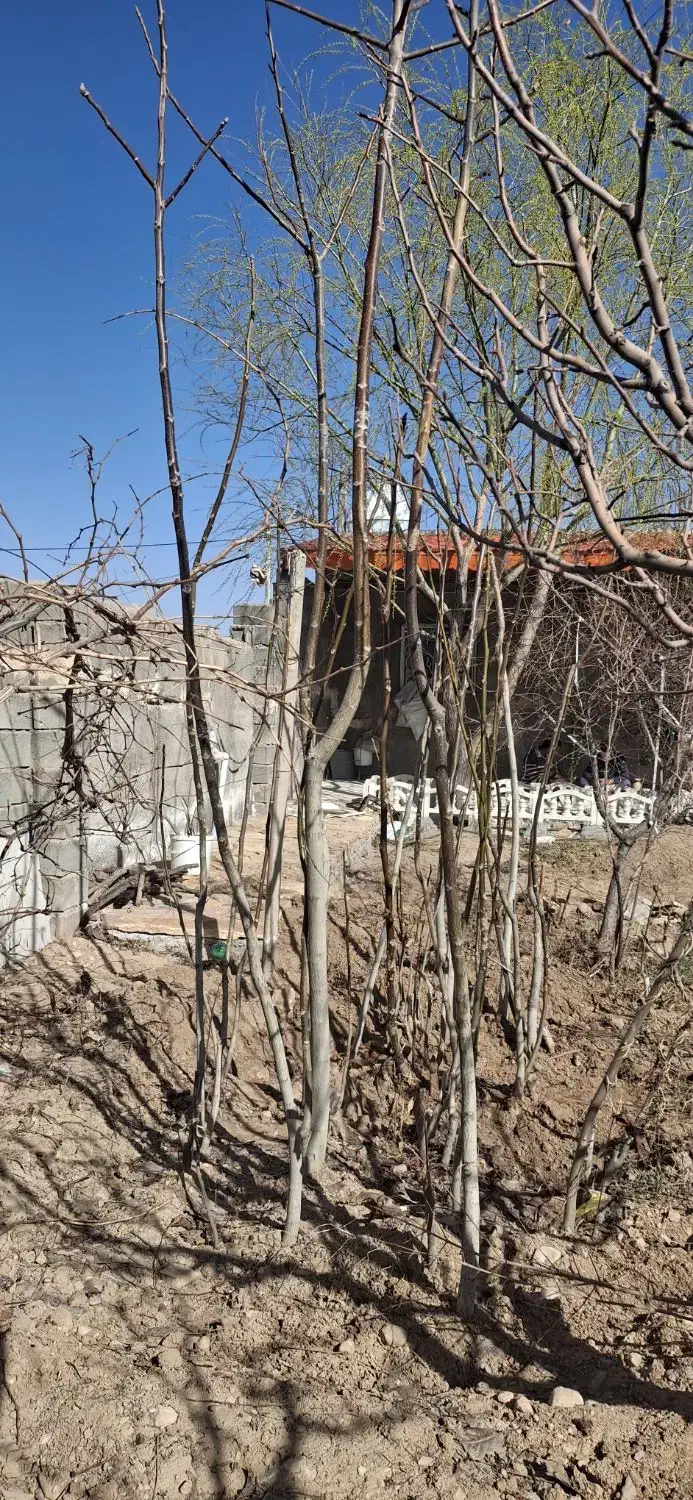 نهال گردو|خدمات باغبانی و درختکاری|شیروان (خراسان), |دیوار