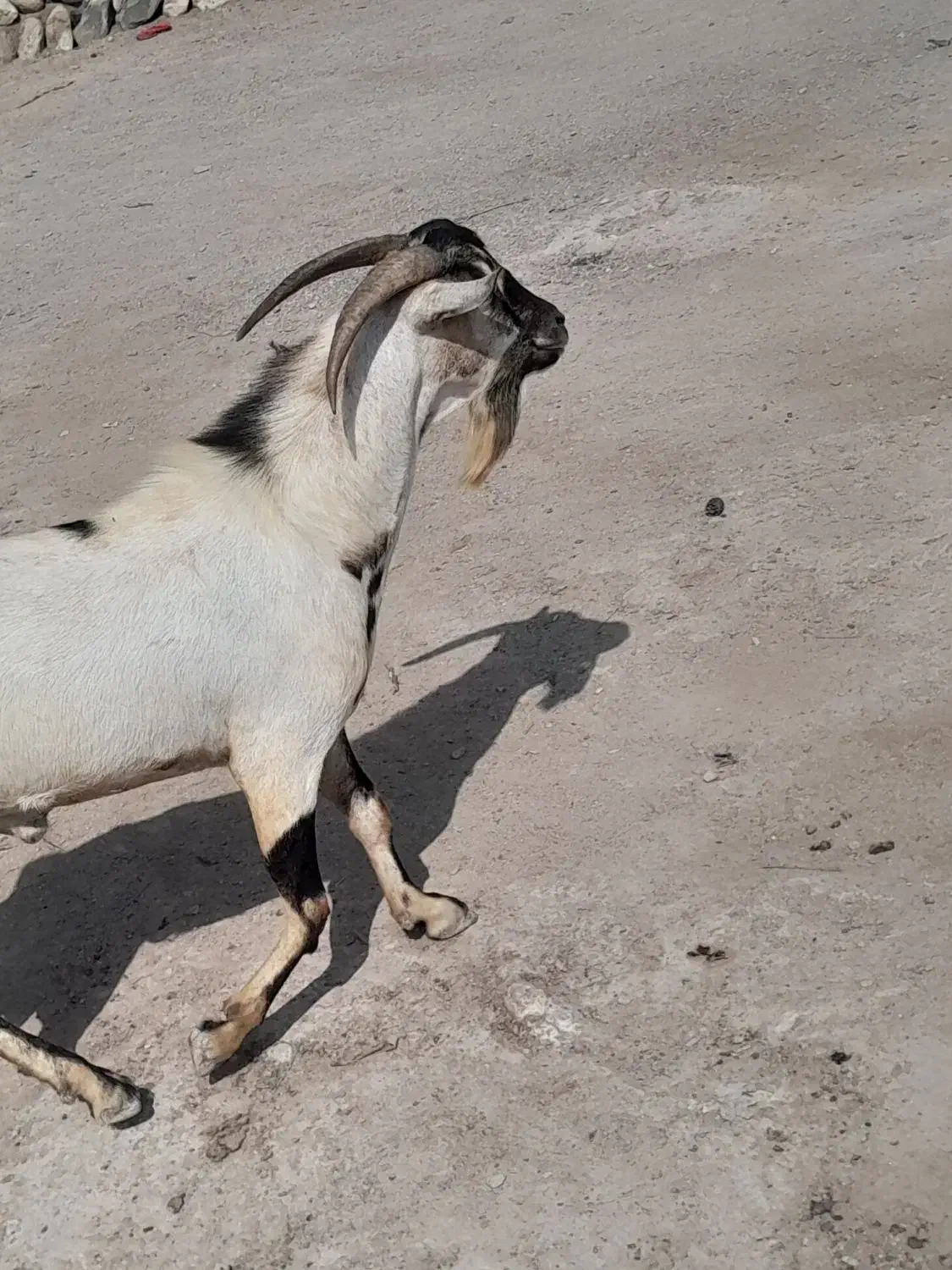 نری|حیوانات مزرعه|بندرلنگه, |دیوار