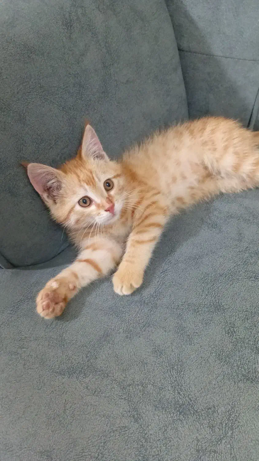 گربه عادتی خونگی|گربه|تربت جام, شهرک آزادگان|دیوار