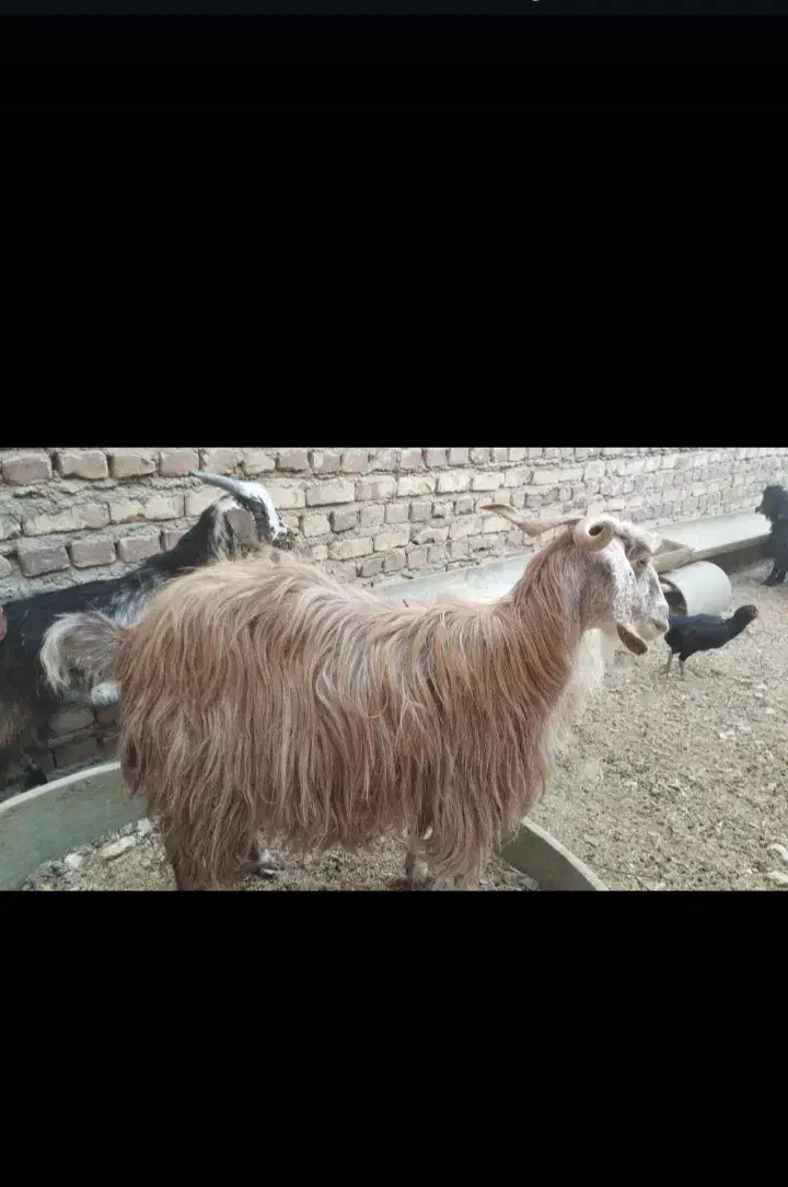 بره زابل وبره شیر|حیوانات مزرعه|زابل, |دیوار