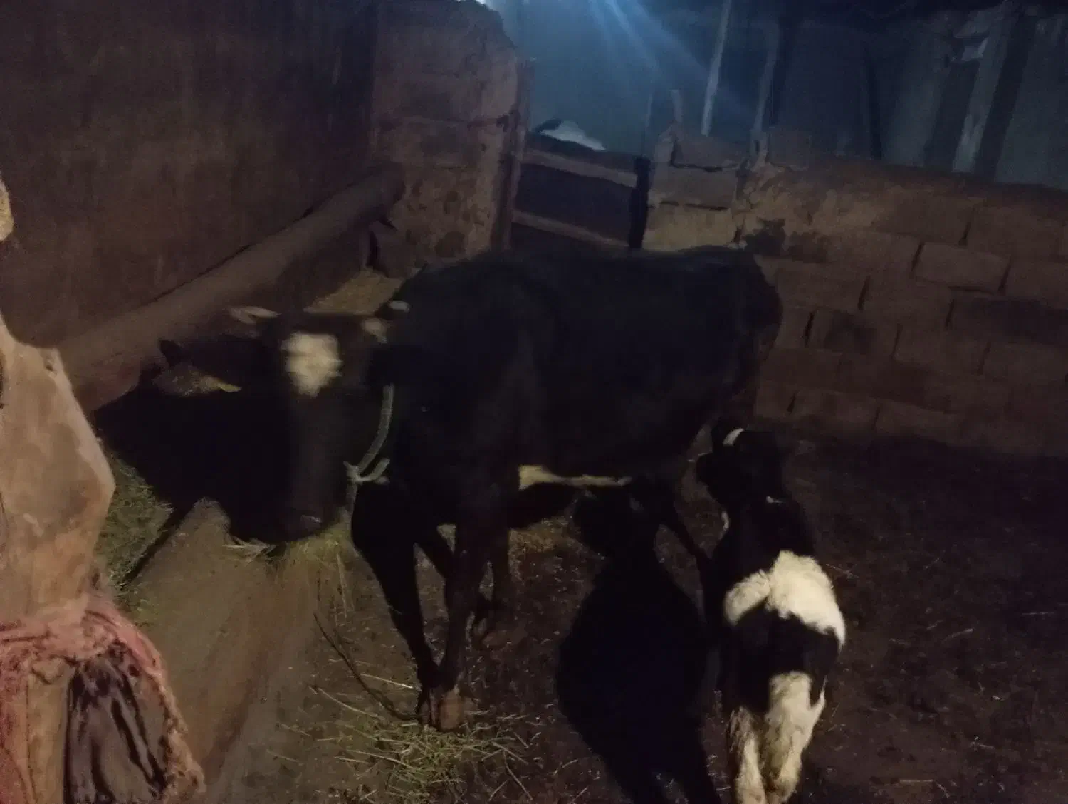 گاوه گوساله|حیوانات مزرعه|بیجار, |دیوار