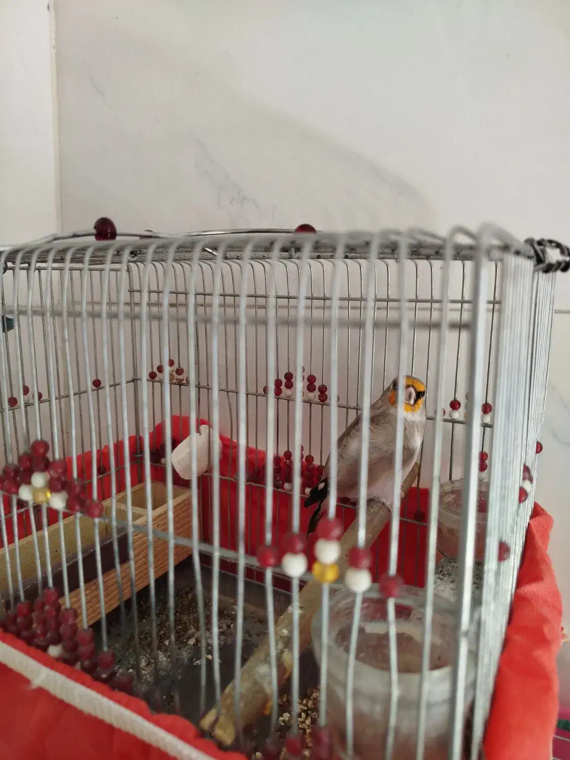 سهره دورگ|پرنده|شیراز, کوشک میدان|دیوار