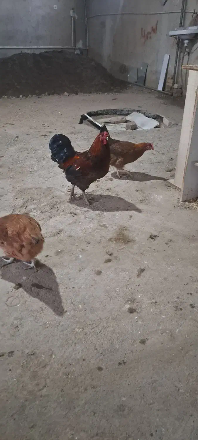 خروس|حیوانات مزرعه|مرند, |دیوار