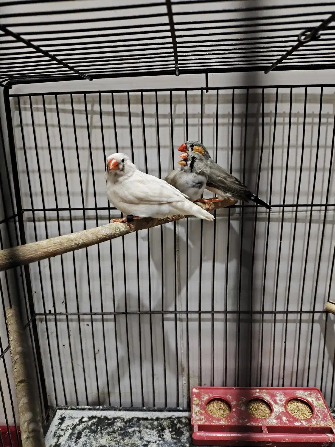 فنچ|پرنده|یزد, |دیوار