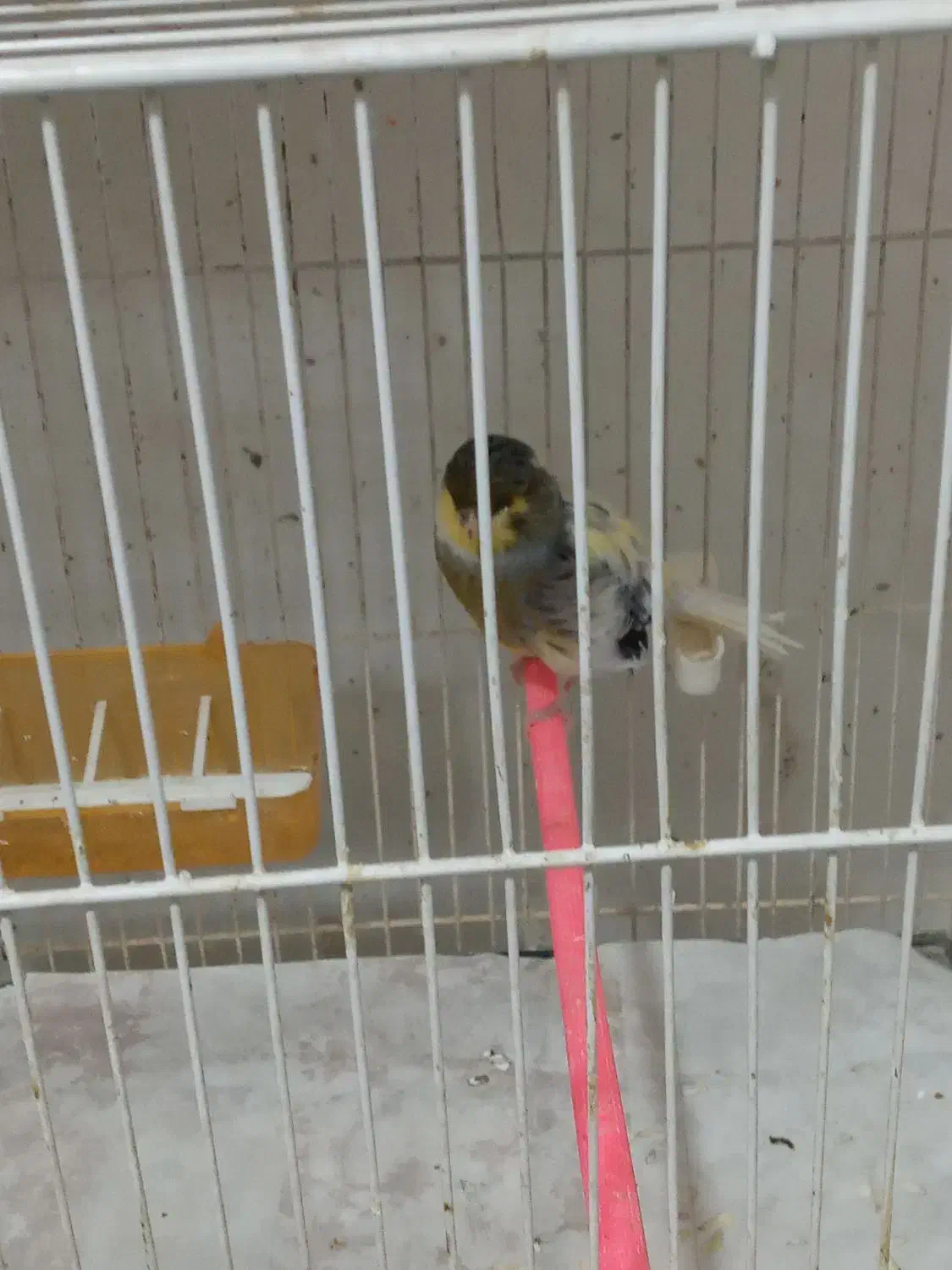 قناری نر مست خون و ماده آماده|پرنده|مشهد, رده|دیوار