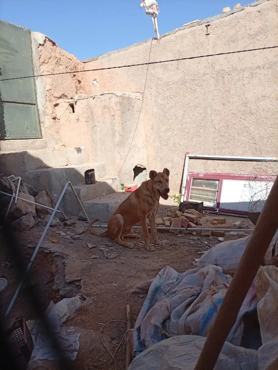 توله هشت ماهه|سگ|سجاس رود, |دیوار