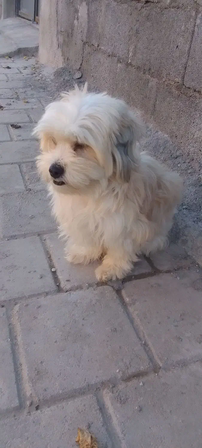 واگذاری|سگ|لامرد, |دیوار