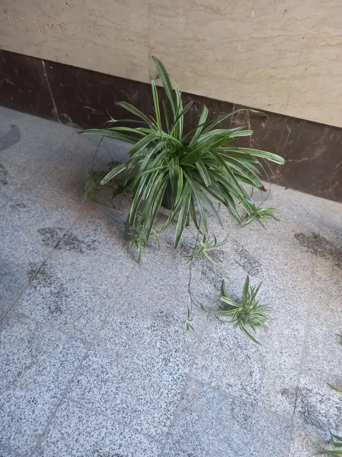 گندمی بزرگ پر از بچه|گل و گیاه طبیعی|تهران, مهران (سیدخندان)|دیوار