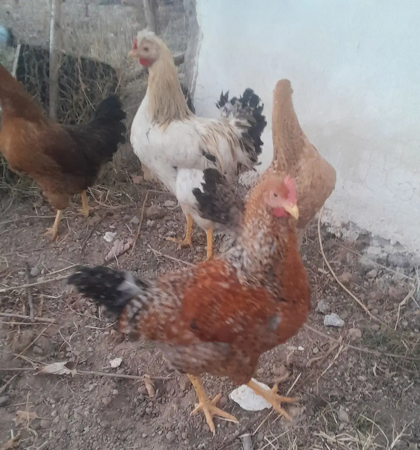 مرغ وخروس واردک|حیوانات مزرعه|نیر (اردبیل), |دیوار