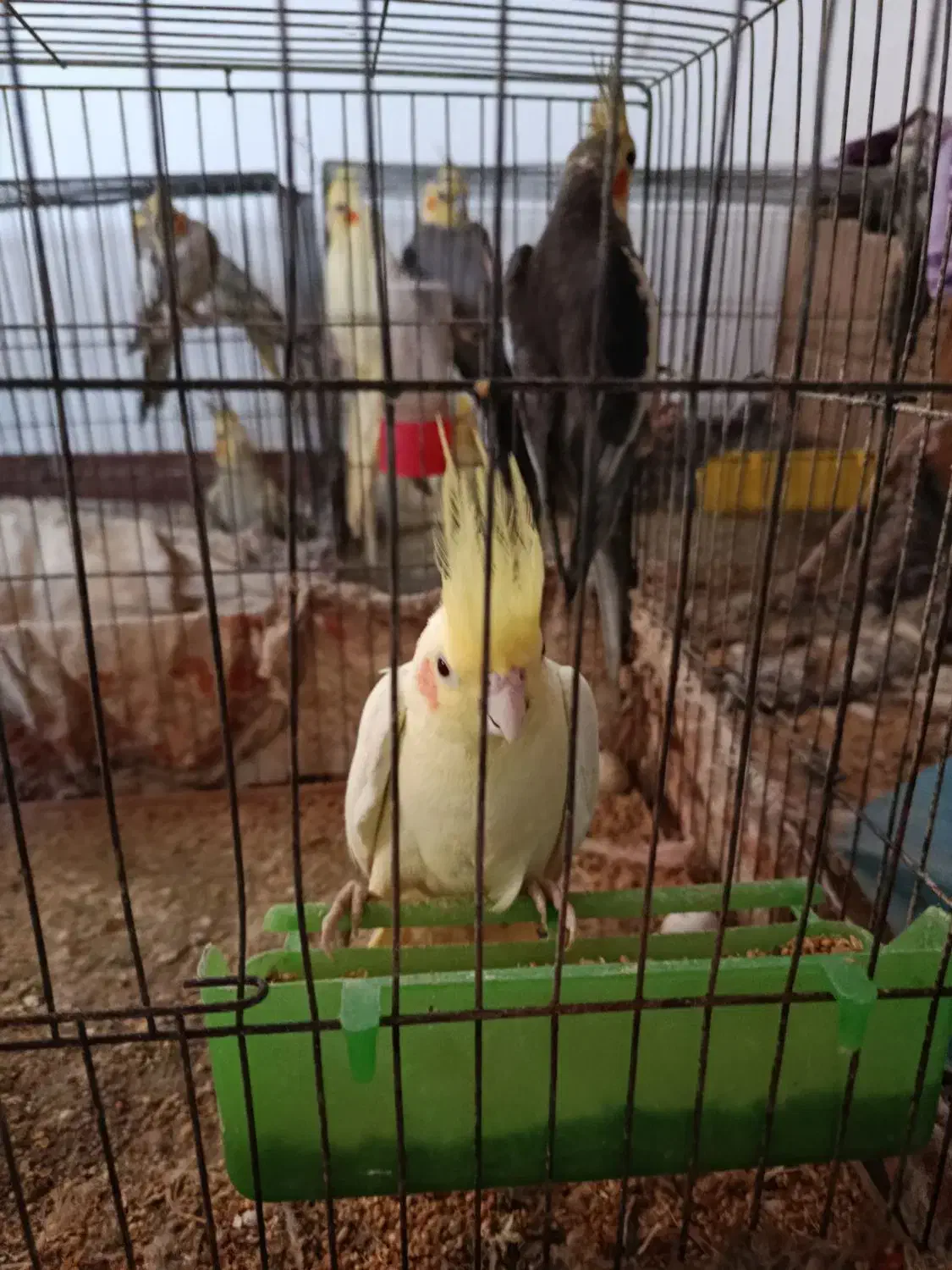 طوطی عروس بالغ به قیمت پیشنهادی و منصفانه شما|پرنده|رودبنه, |دیوار