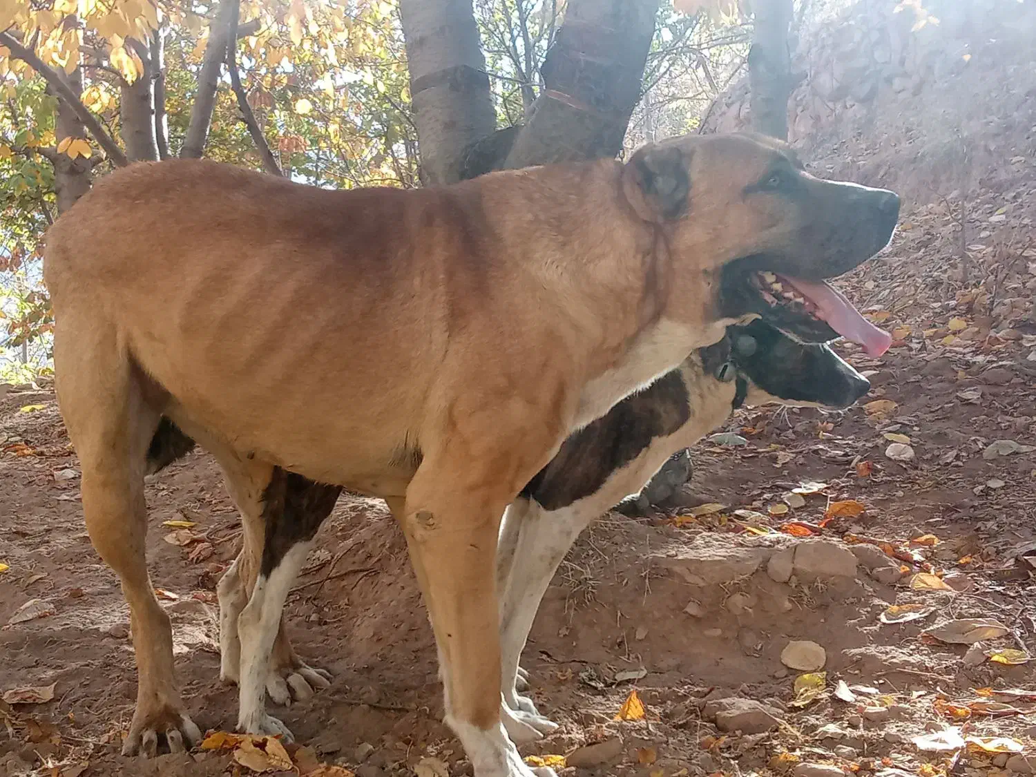 سرابی|سگ|بجنورد, |دیوار