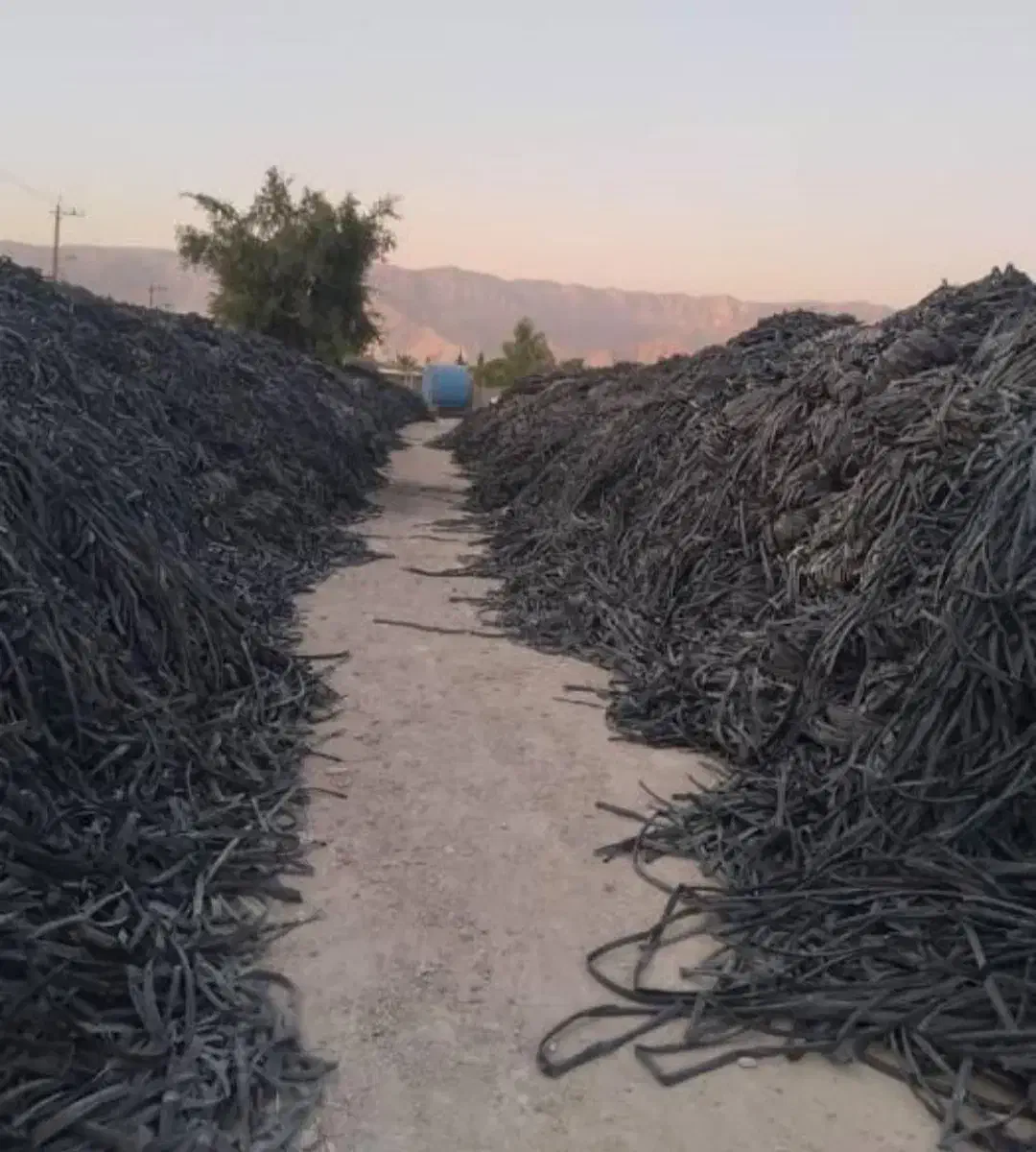 خریدار تیپ بهترین قیمت تو زمین و جمع شدش|خدمات باغبانی و درختکاری|زنجان, |دیوار