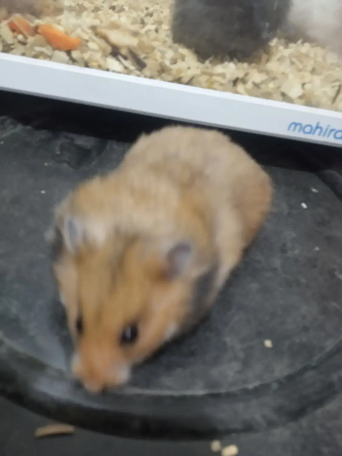 همستر|موش و خرگوش|سنندج, |دیوار