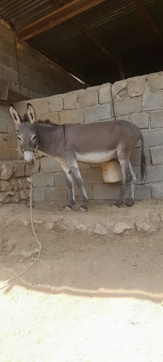 خر نر مادیون رو خوش رنگ متن را بخوانید بعد زنگ بزن|حیوانات مزرعه|لردگان, |دیوار