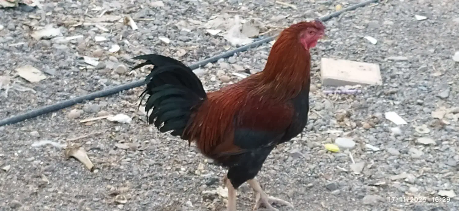 خروس لاری چاق معاوضه|حیوانات مزرعه|رفسنجان, |دیوار