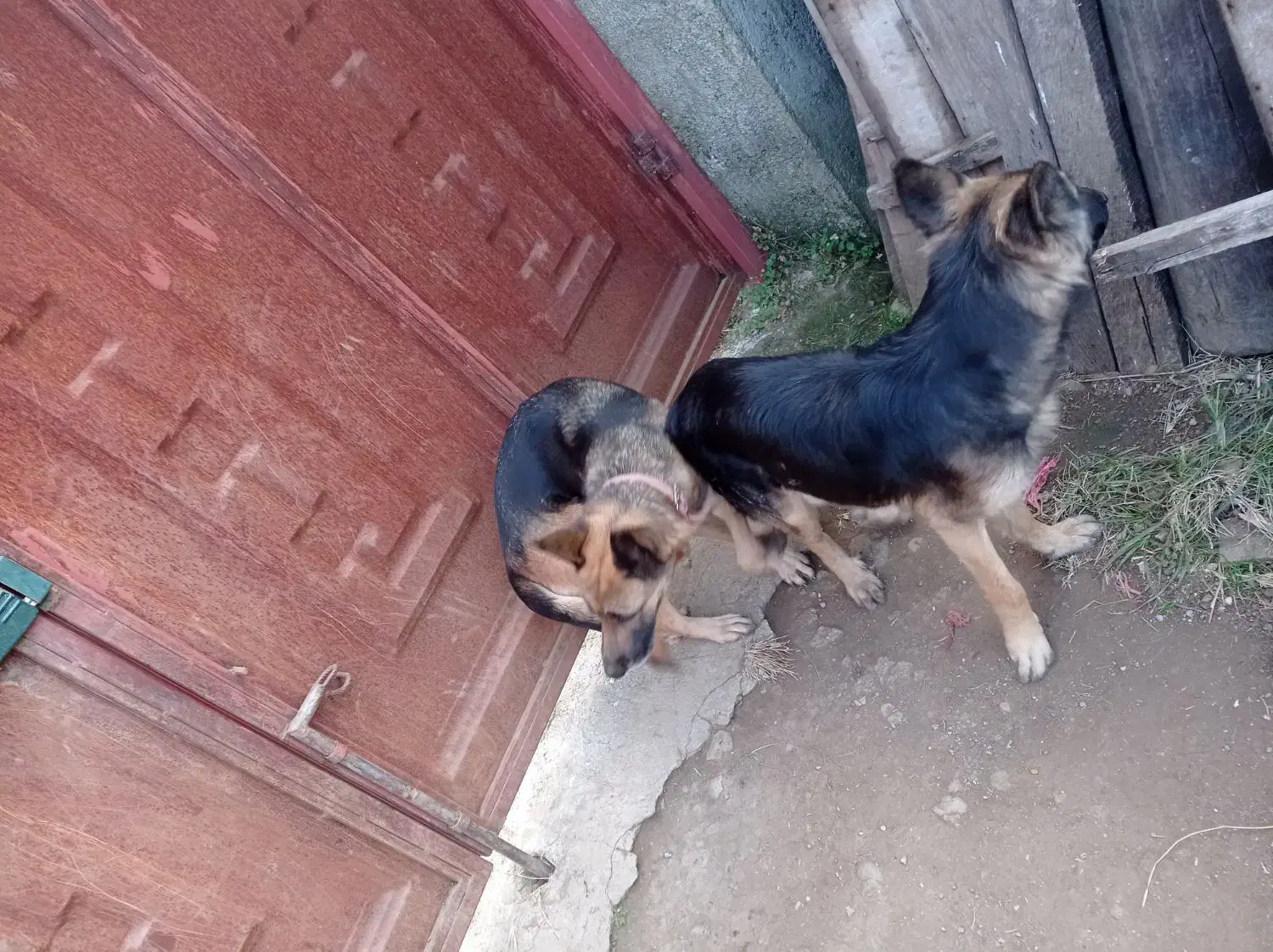 واگذاری سگ|سگ|چابکسر, |دیوار