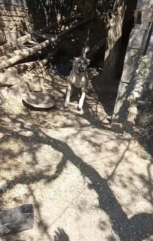 سگ نگهبان|سگ|خمین, |دیوار