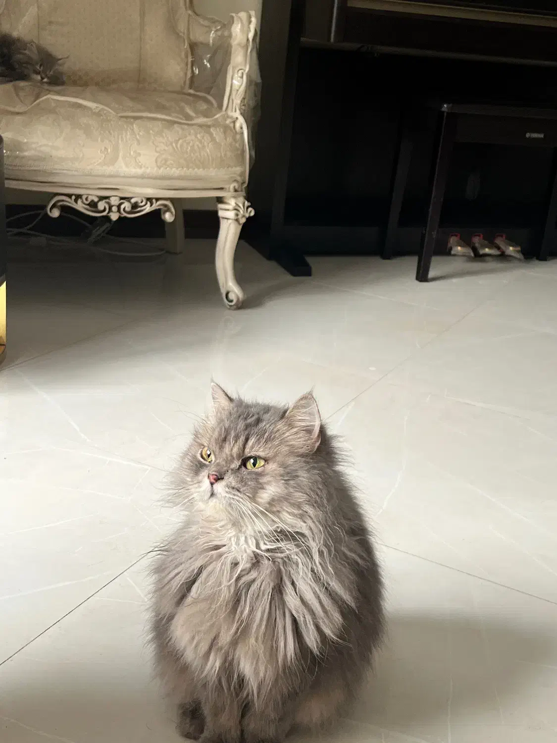 گربه بریتیش لانگ هیر|گربه|کرج, عظیمیه|دیوار