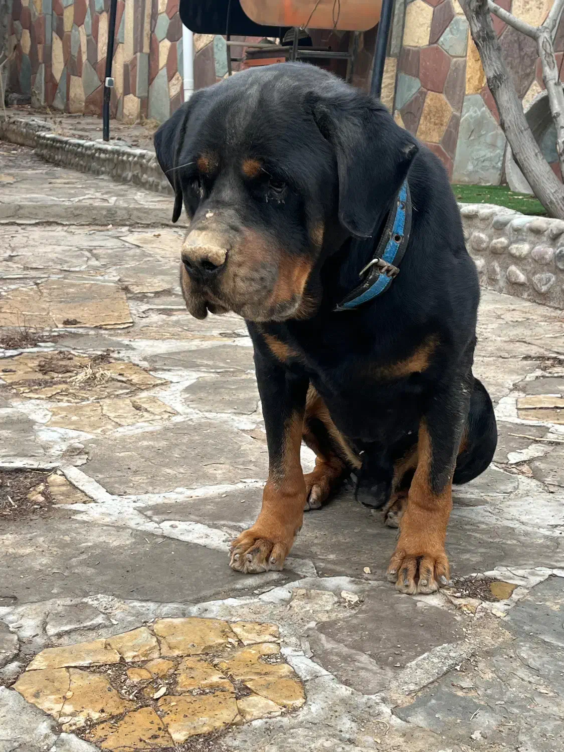 سگ رتوایلر|سگ|تهران, سوهانک|دیوار